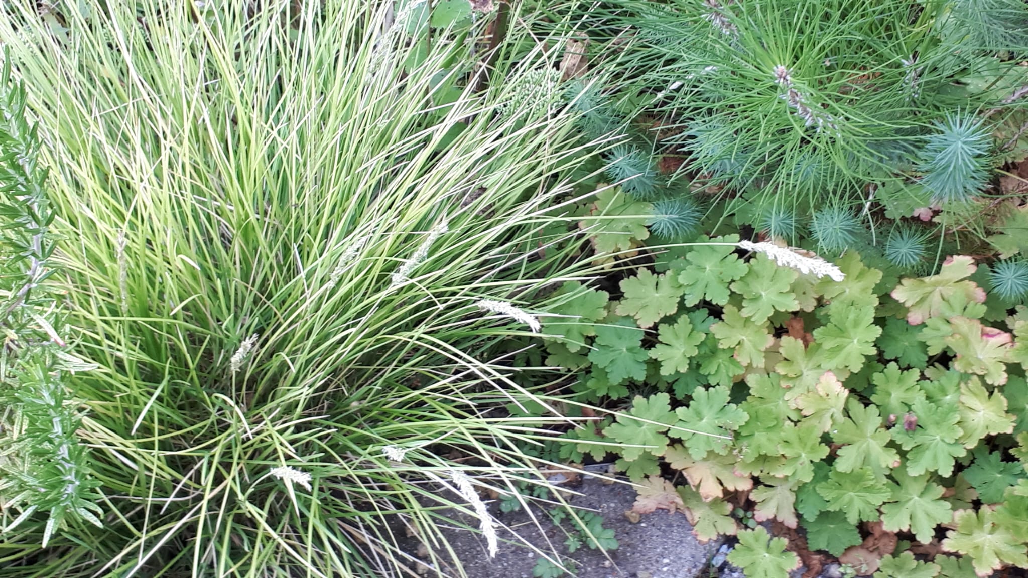 tuin4